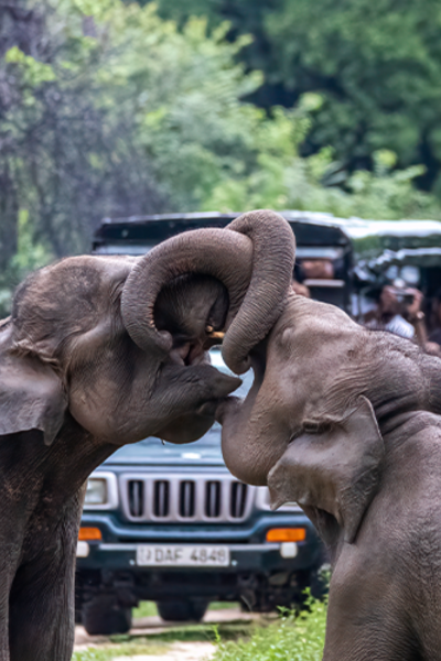 Wildlife Safaris and Ancient Heritage Awaits